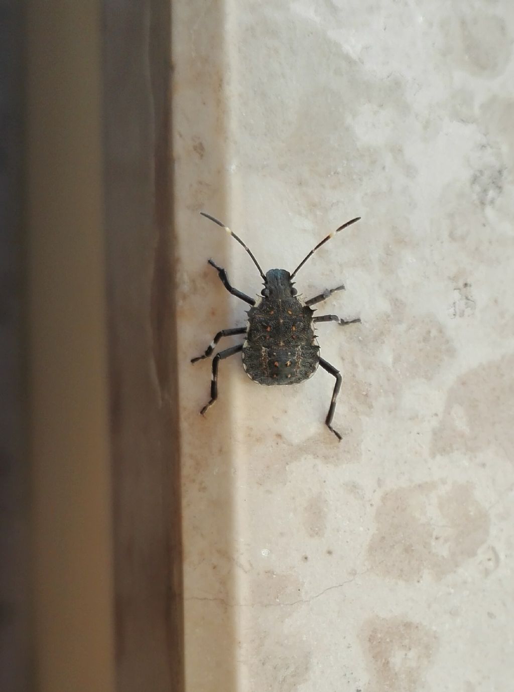 Pentatomidae: neanide di Halyomorpha halys